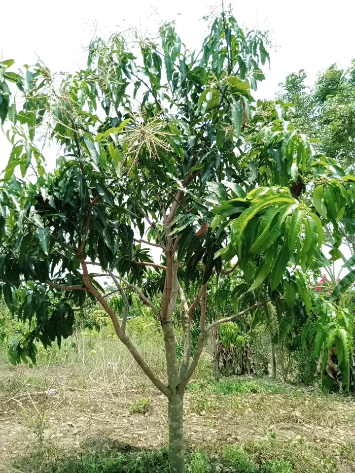 LARATECH
