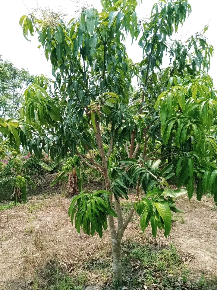 LARATECH