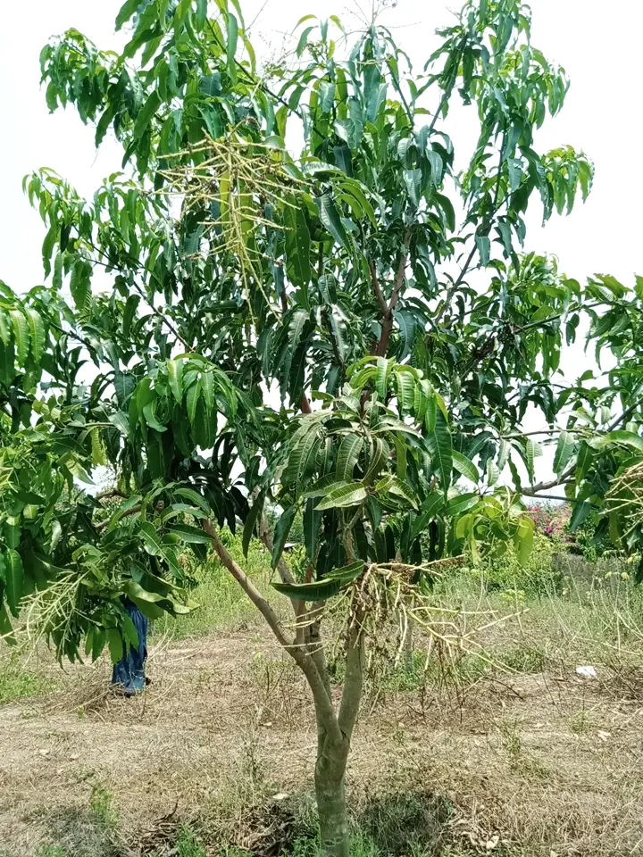 LARATECH