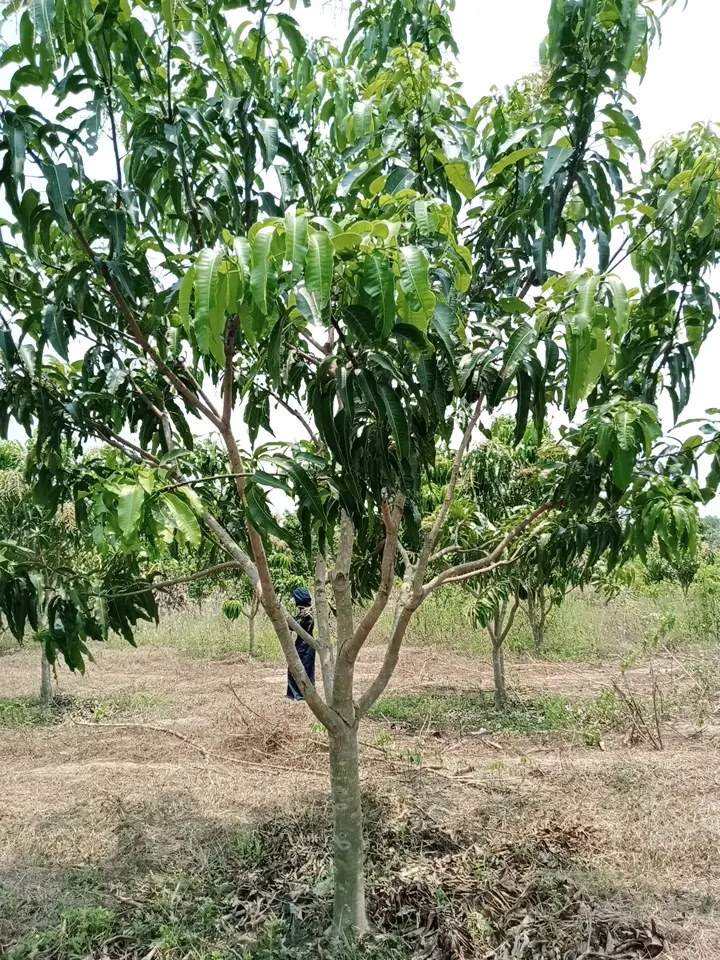 LARATECH