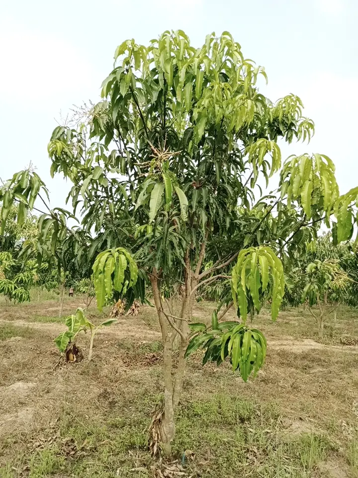 LARATECH