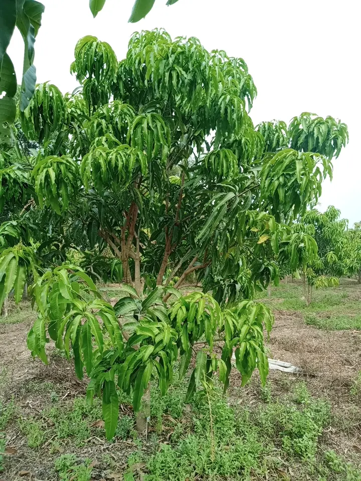 LARATECH