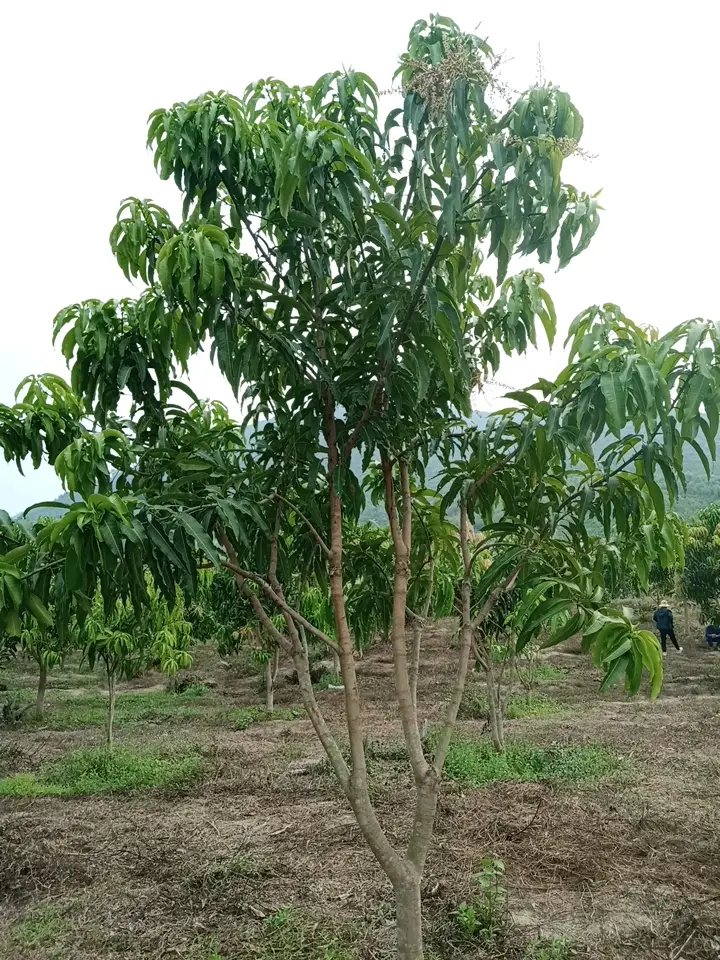 LARATECH