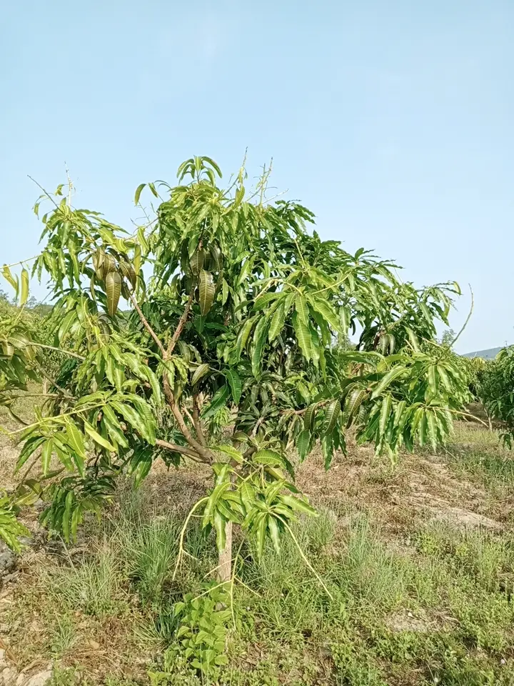 LARATECH