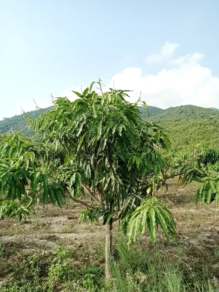 LARATECH