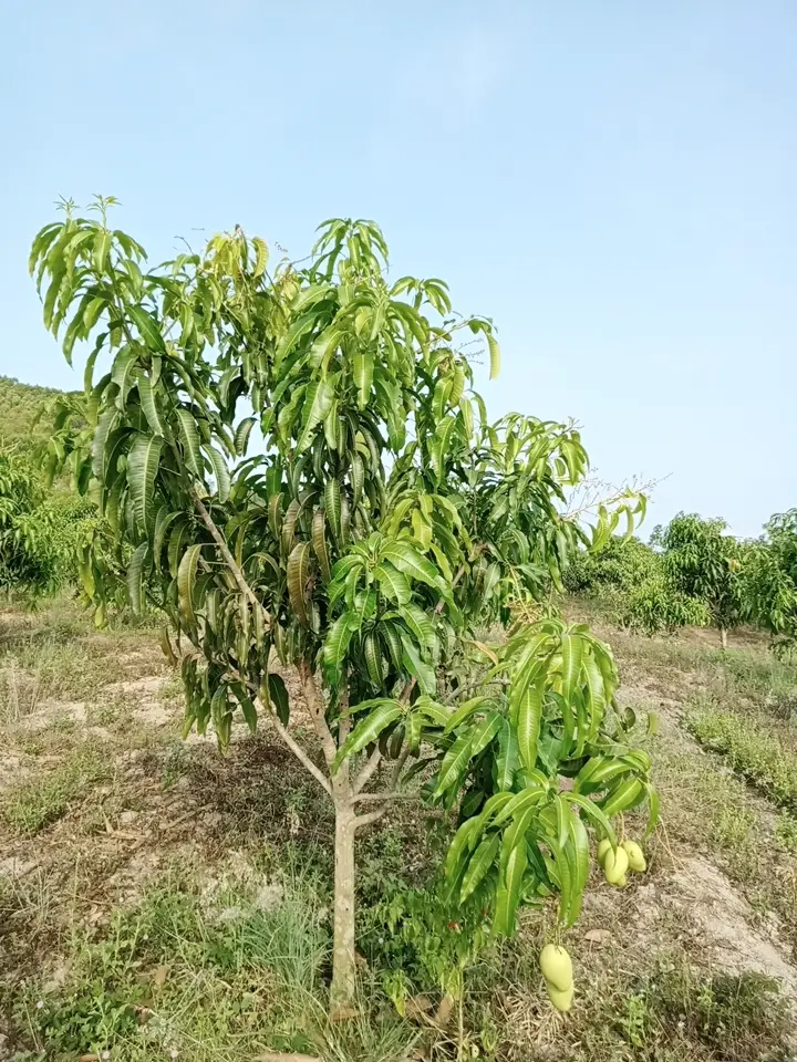 LARATECH