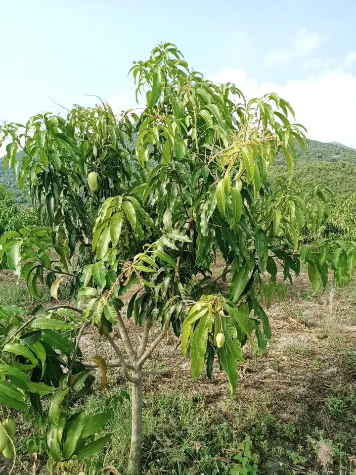 LARATECH