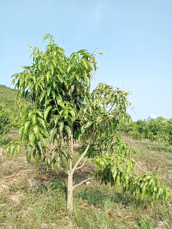 LARATECH