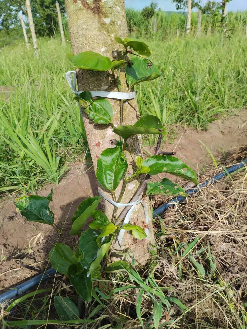 LARATECH