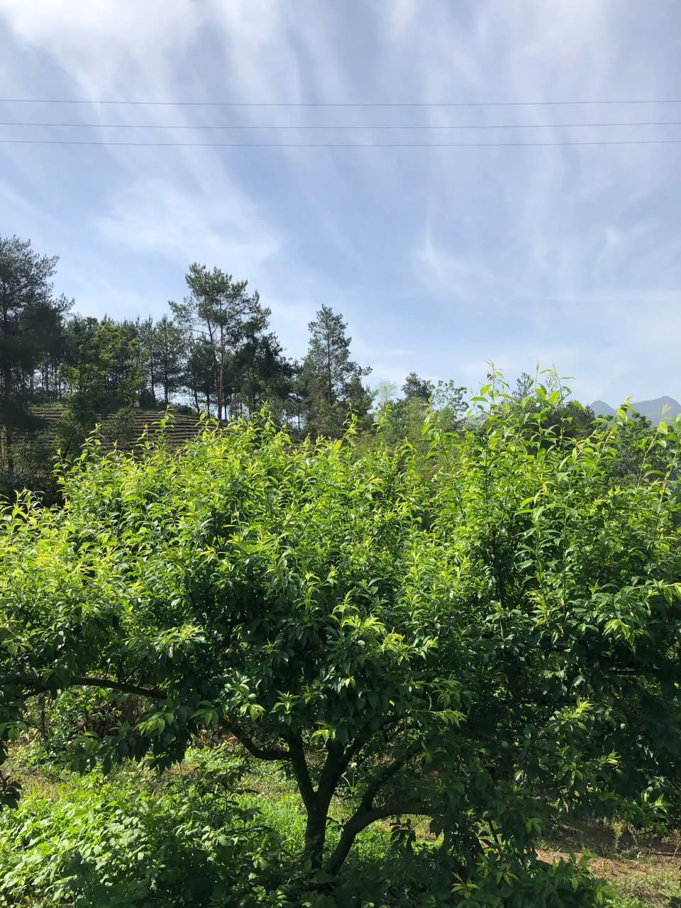 LARATECH