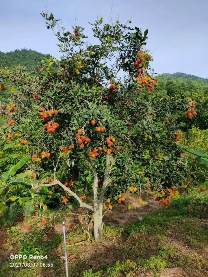 LARATECH