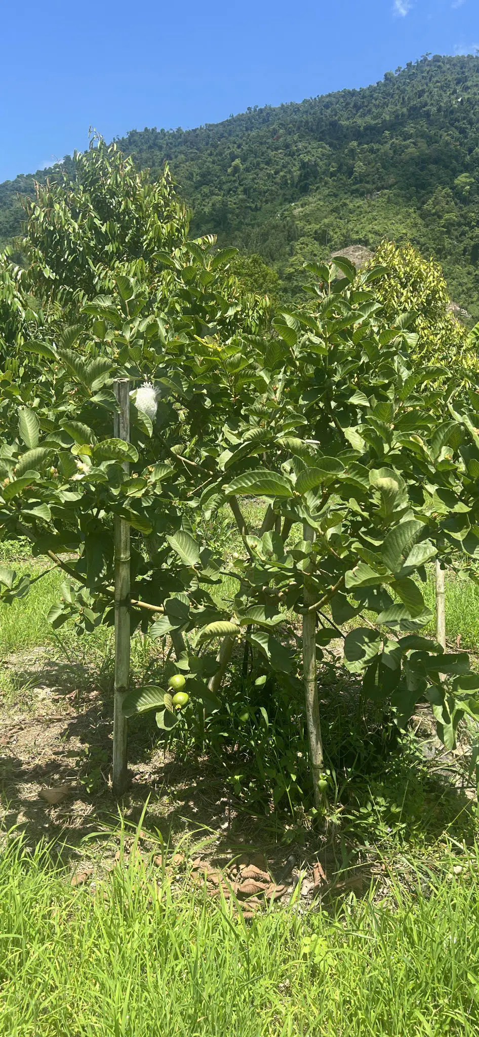 LARATECH