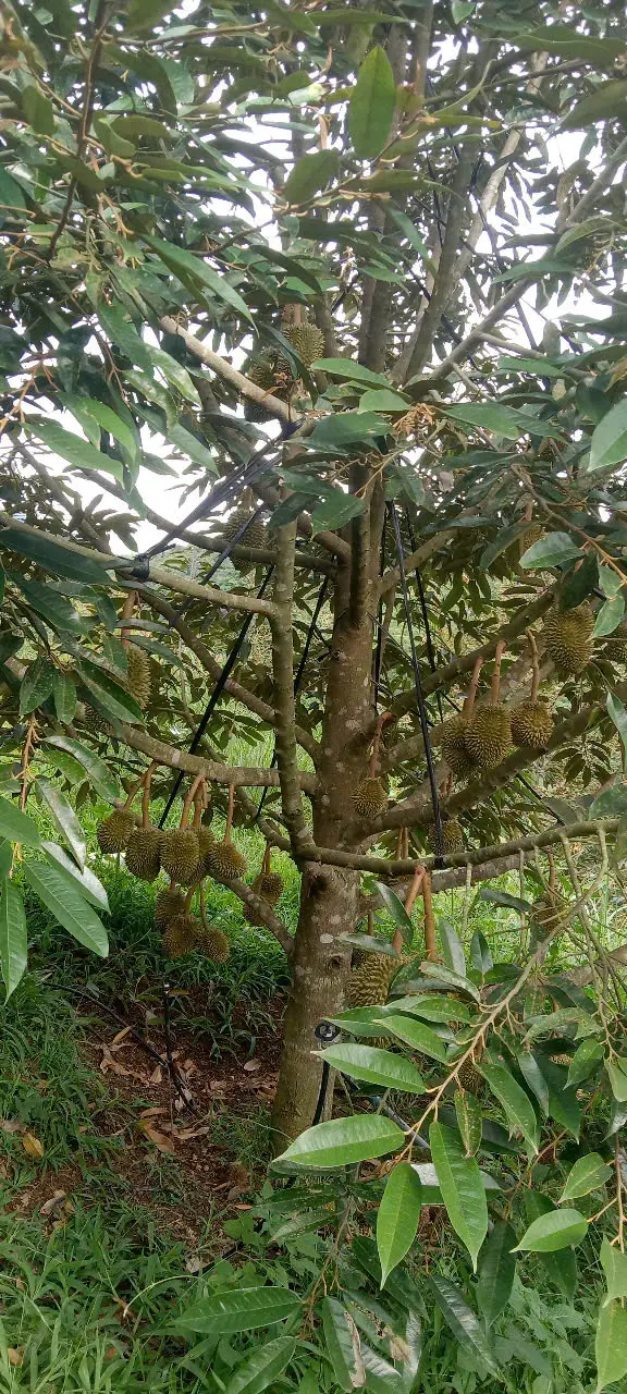 LARATECH