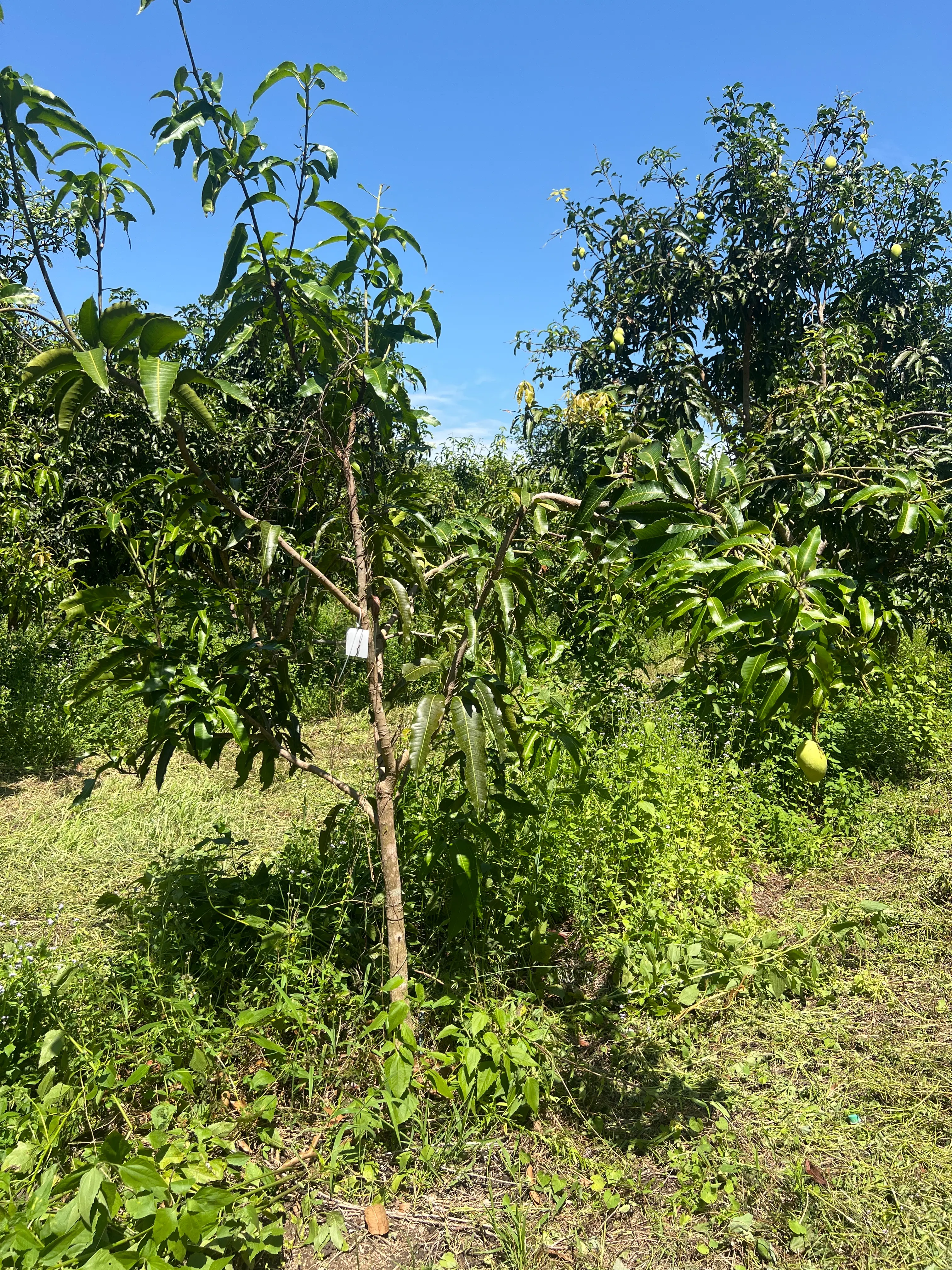 LARATECH