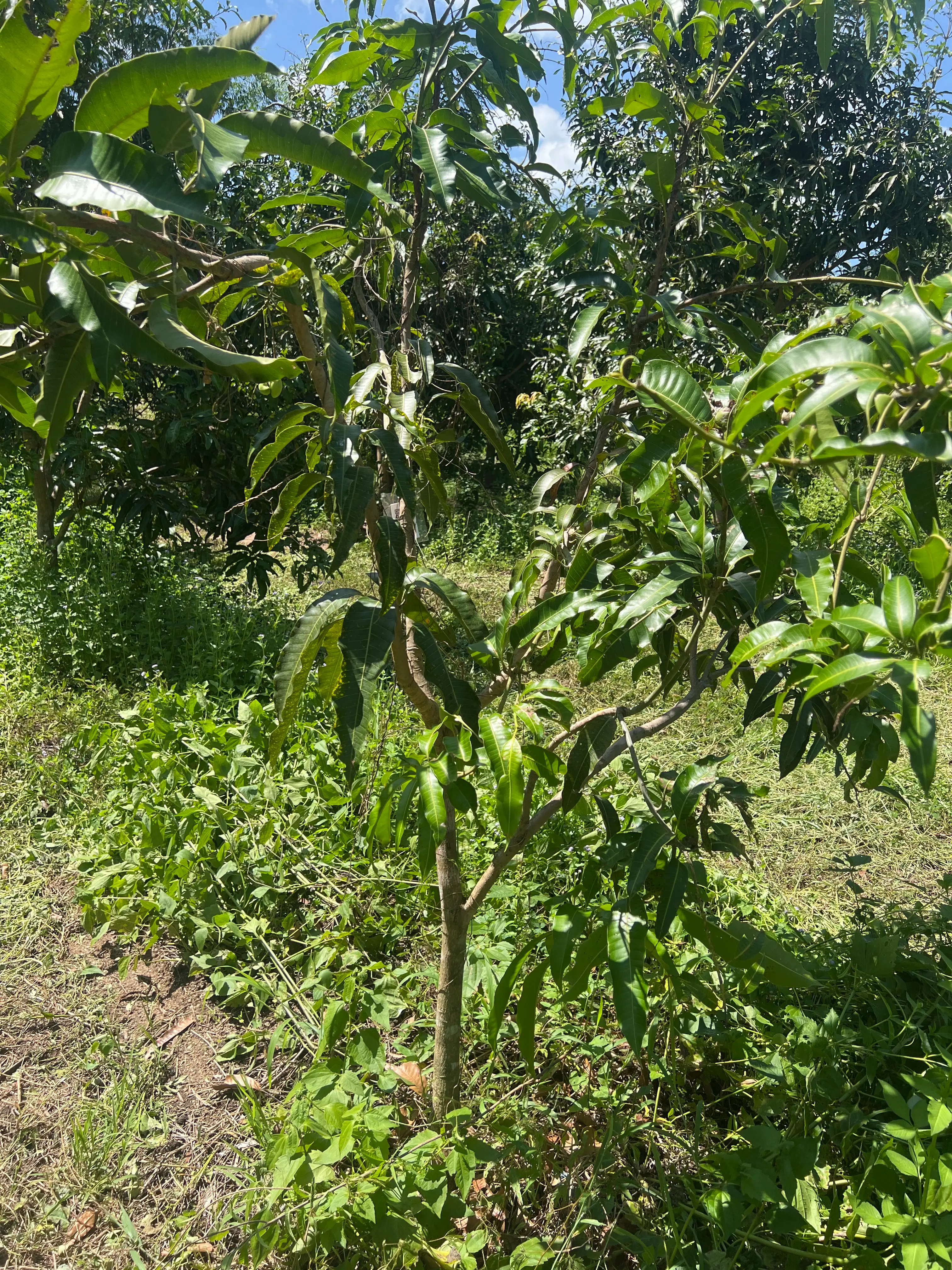 LARATECH