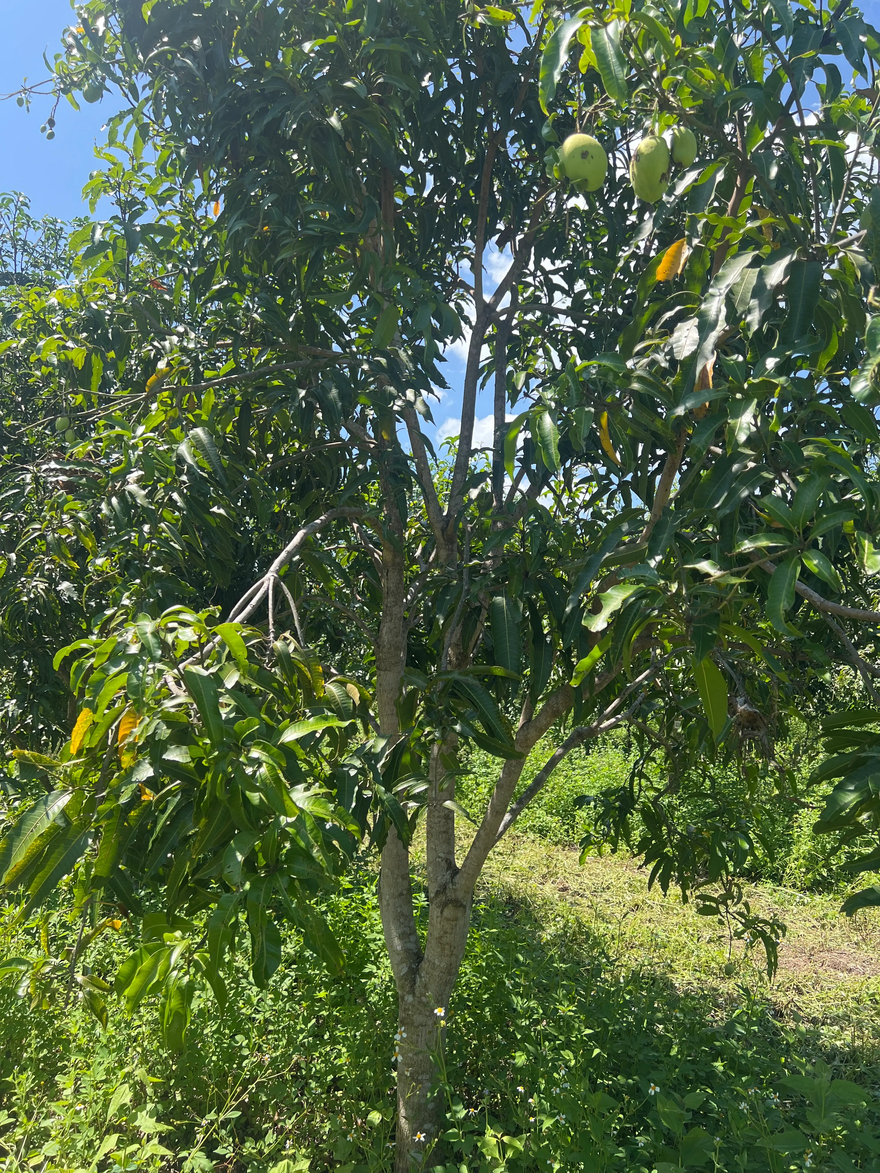LARATECH