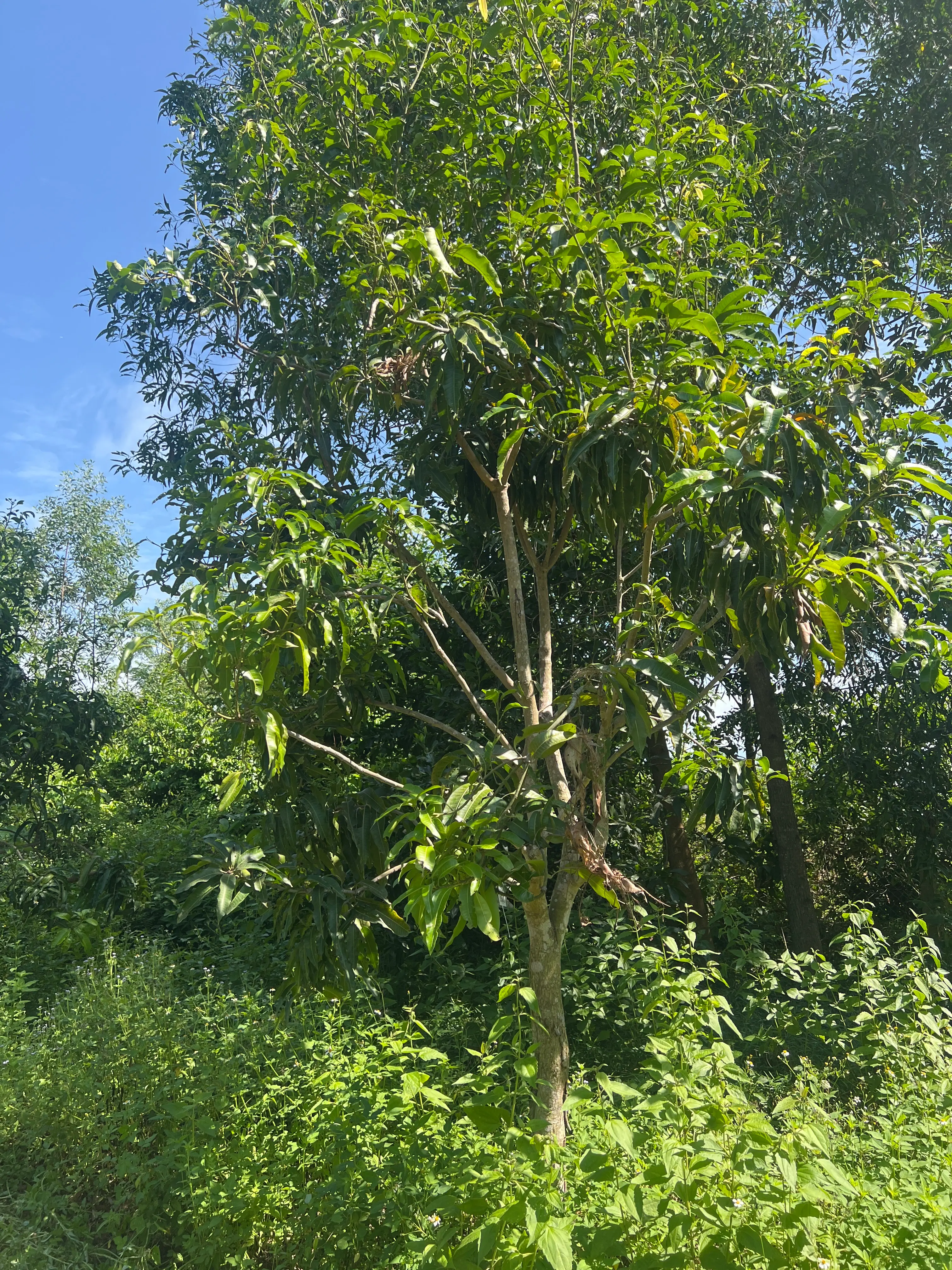 LARATECH