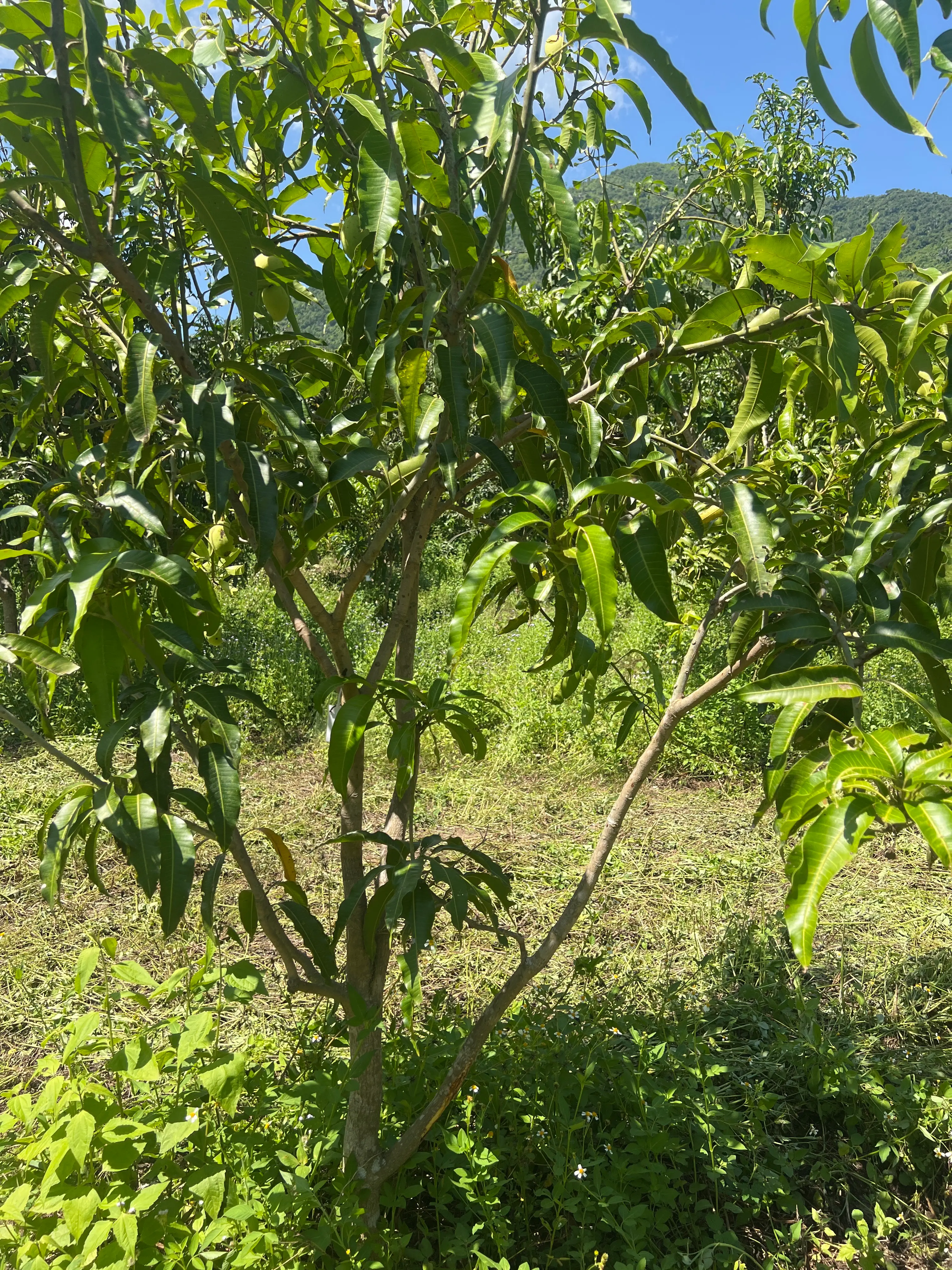 LARATECH