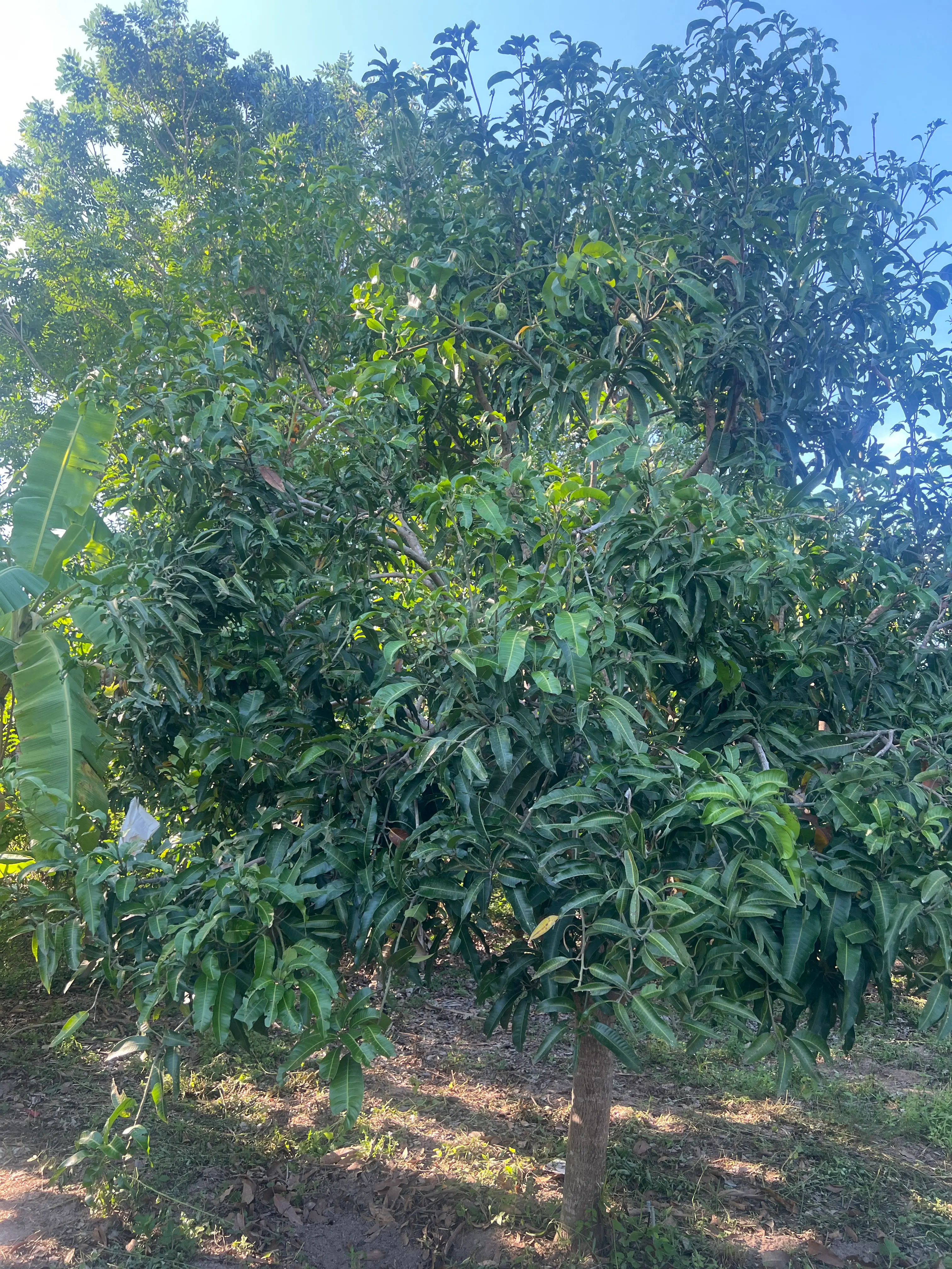 LARATECH