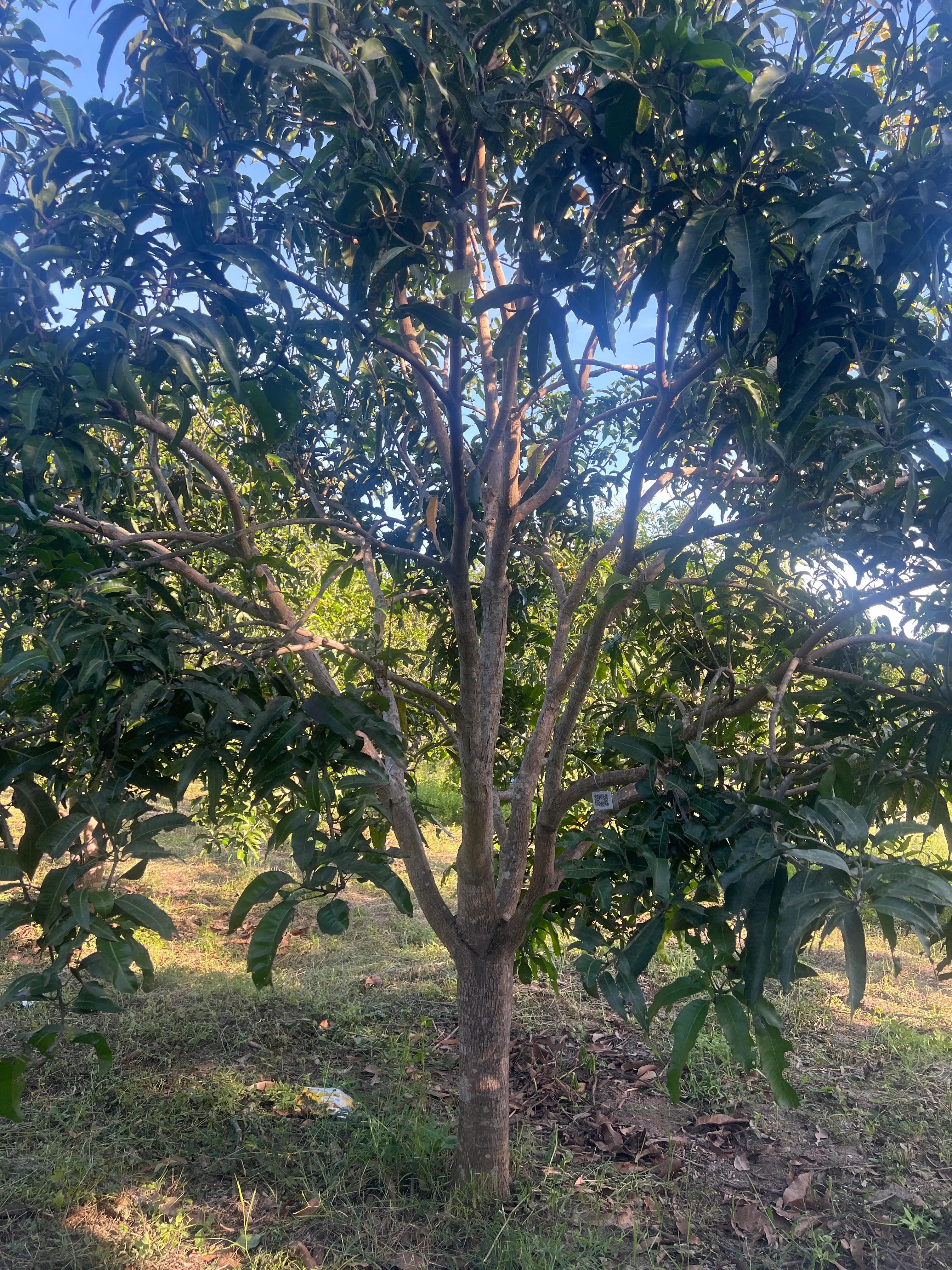 LARATECH