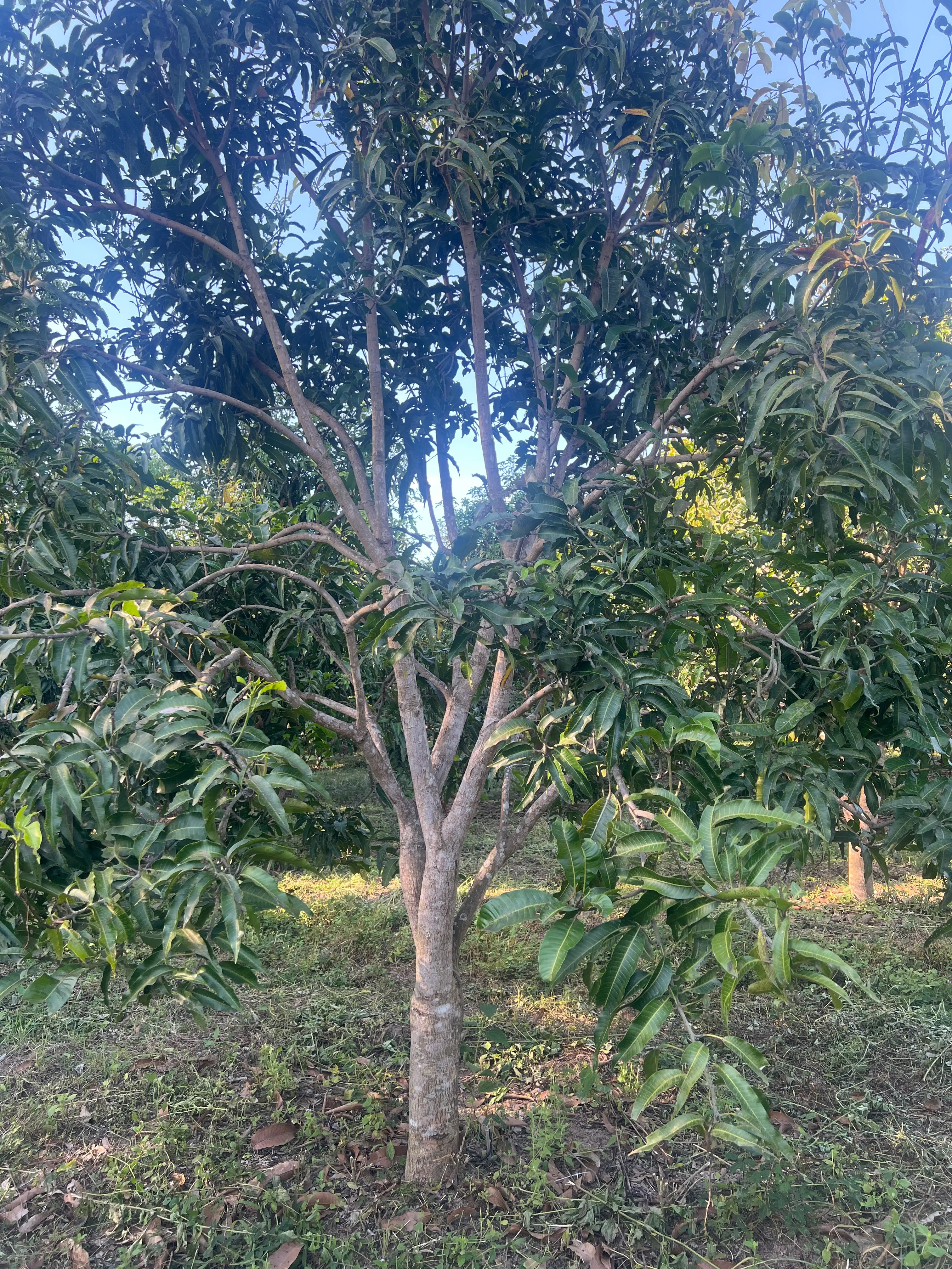 LARATECH