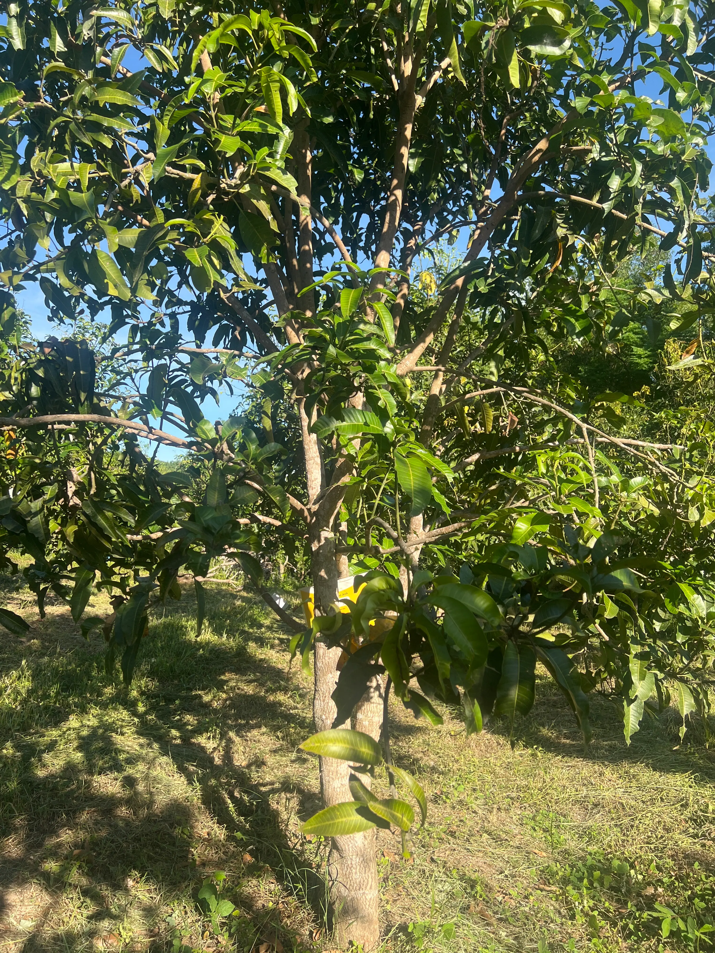 LARATECH
