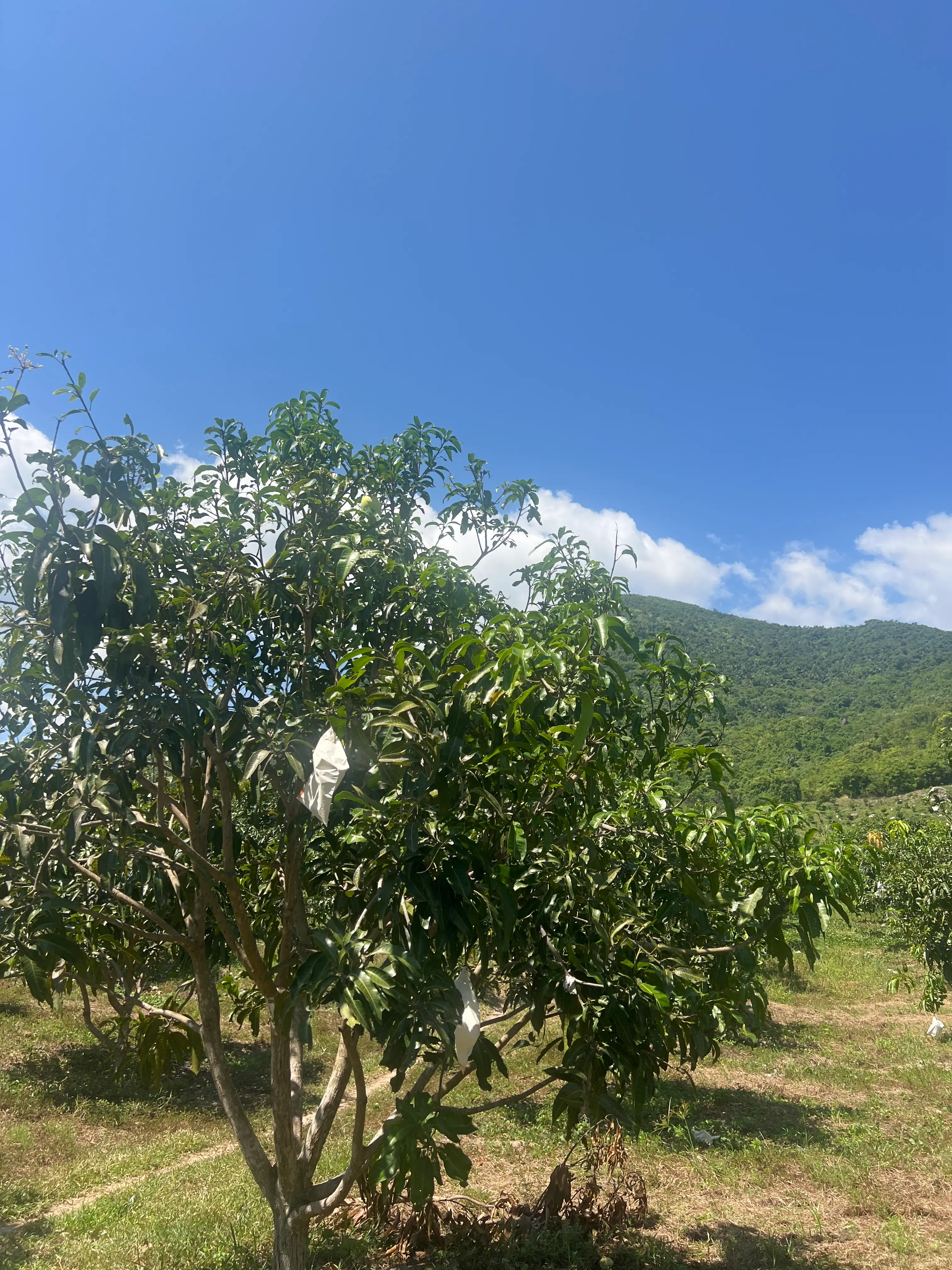 LARATECH