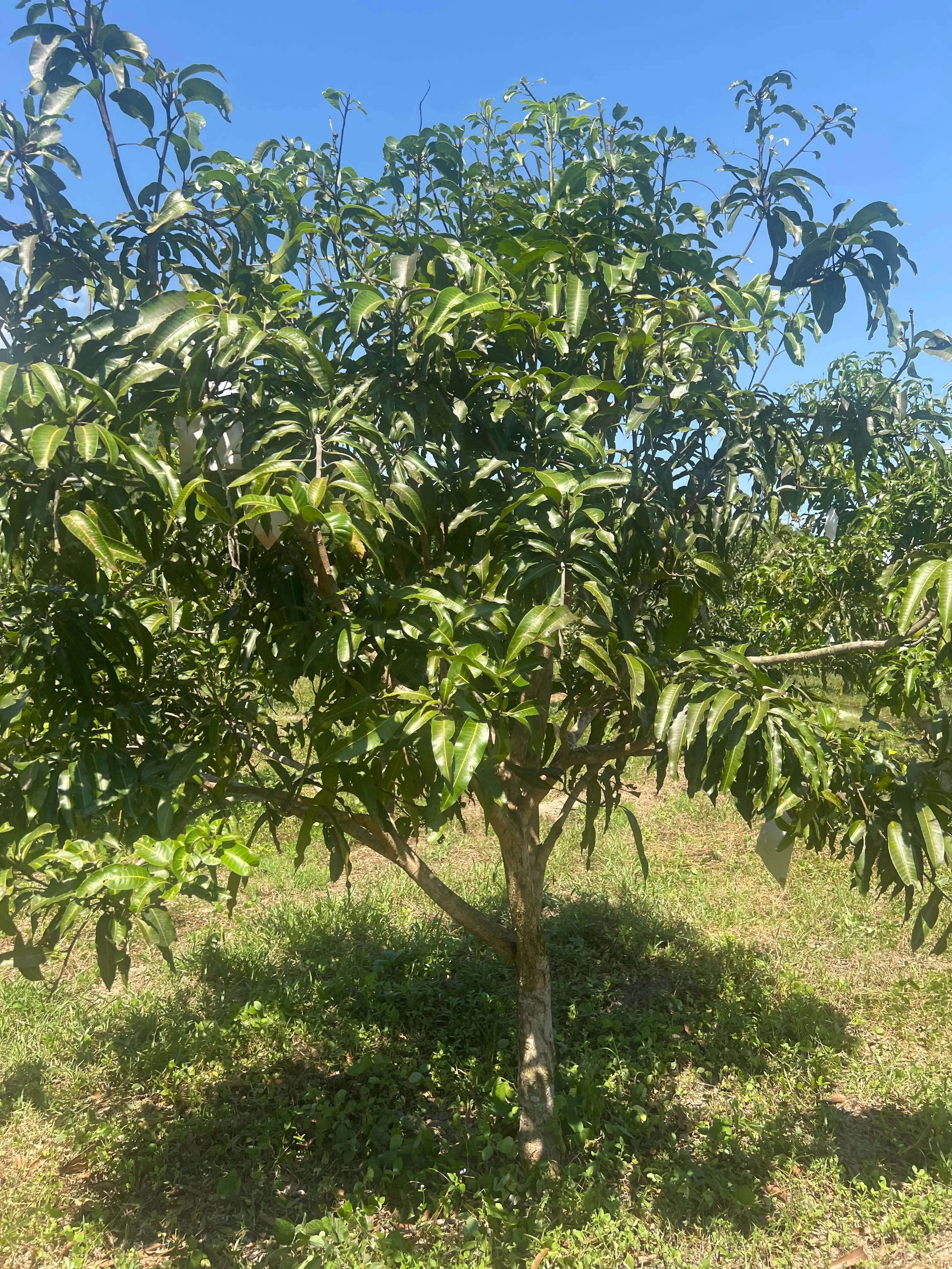 LARATECH