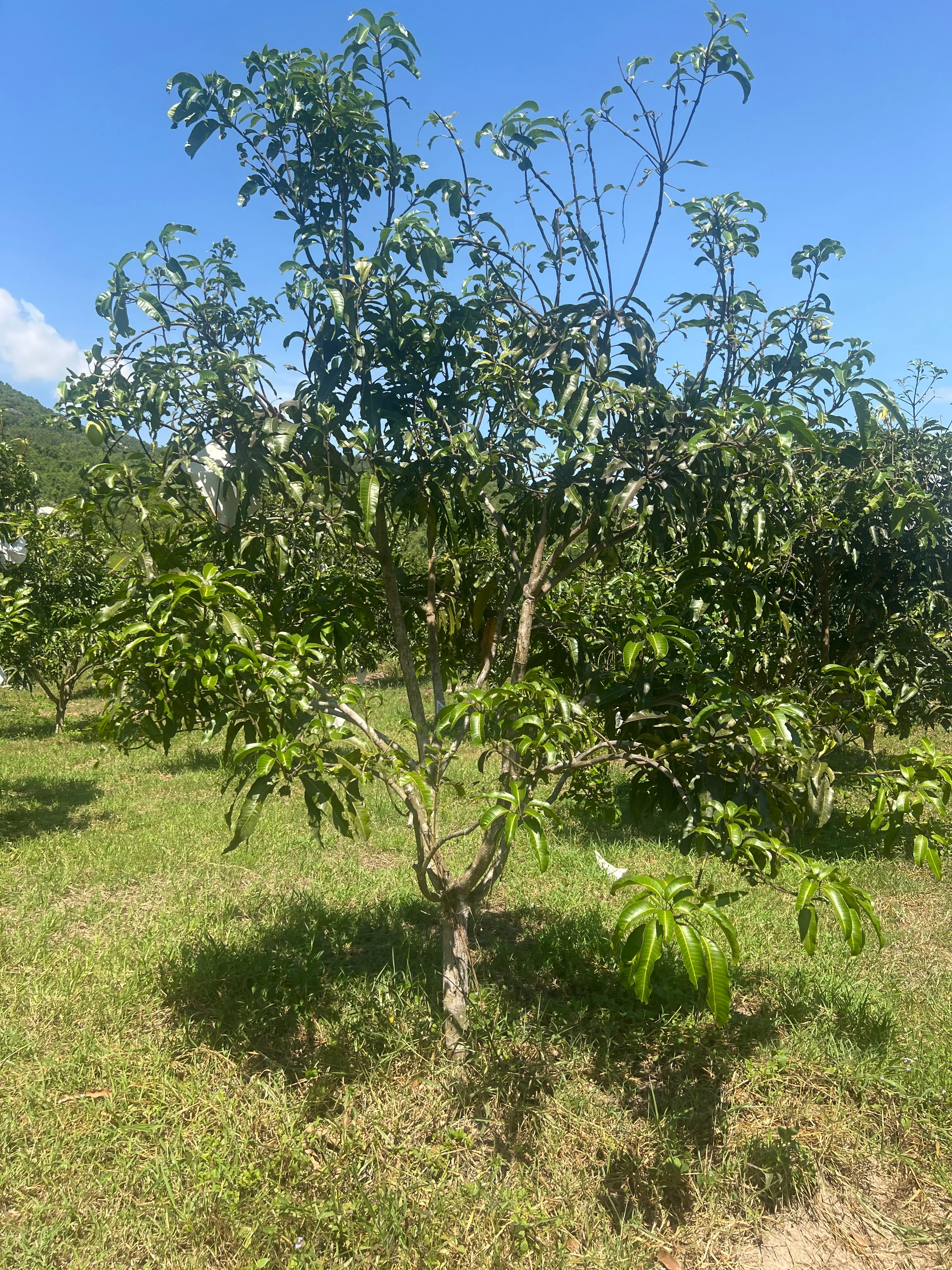 LARATECH