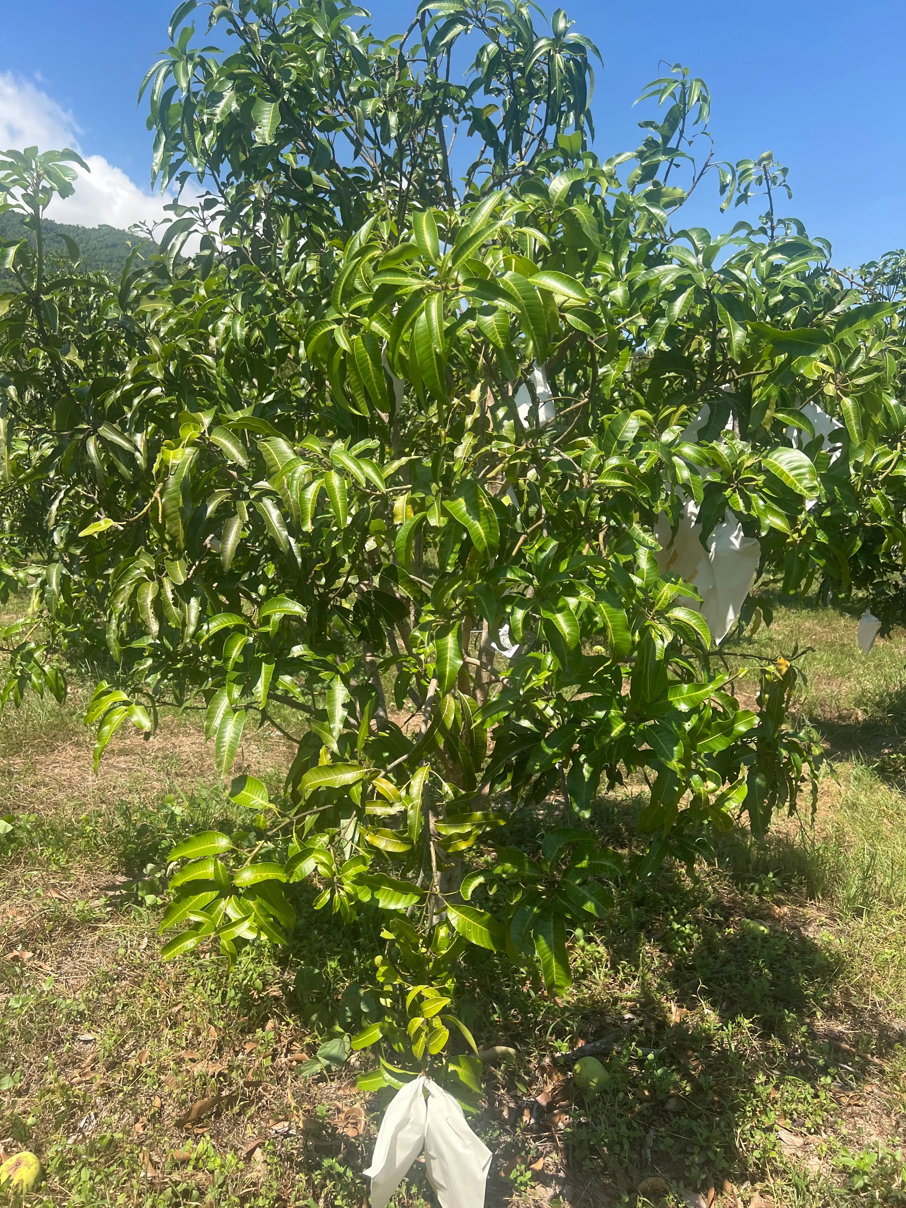LARATECH