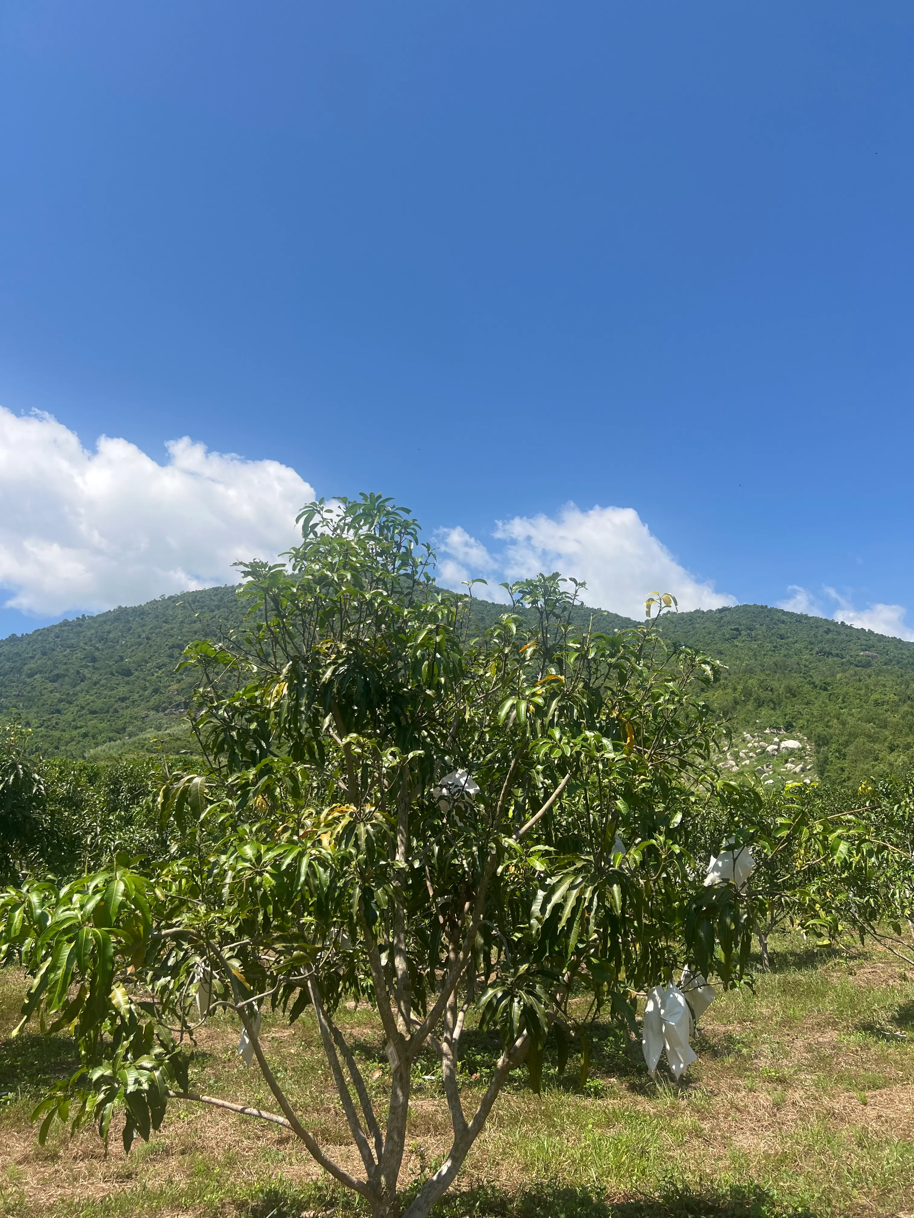 LARATECH