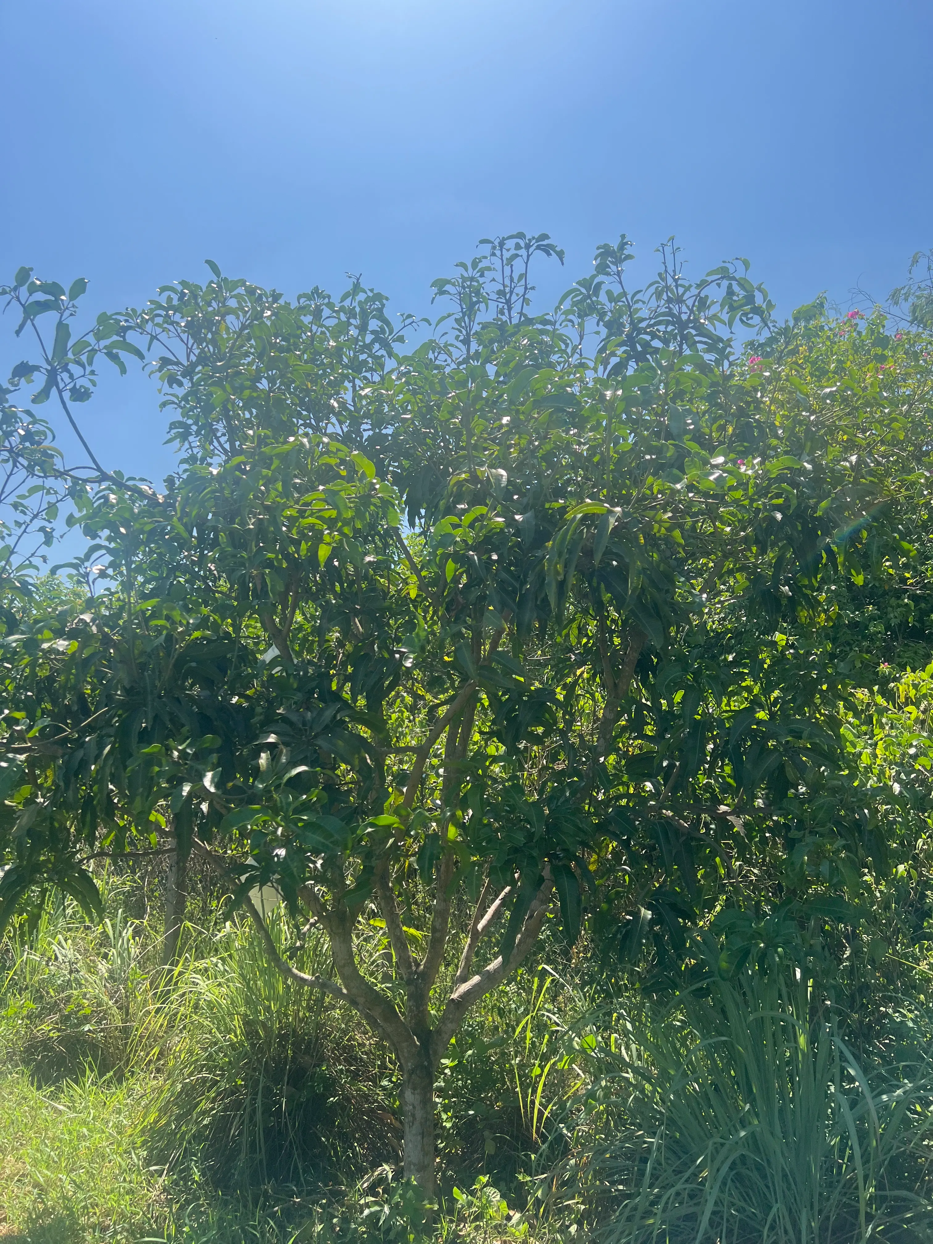LARATECH