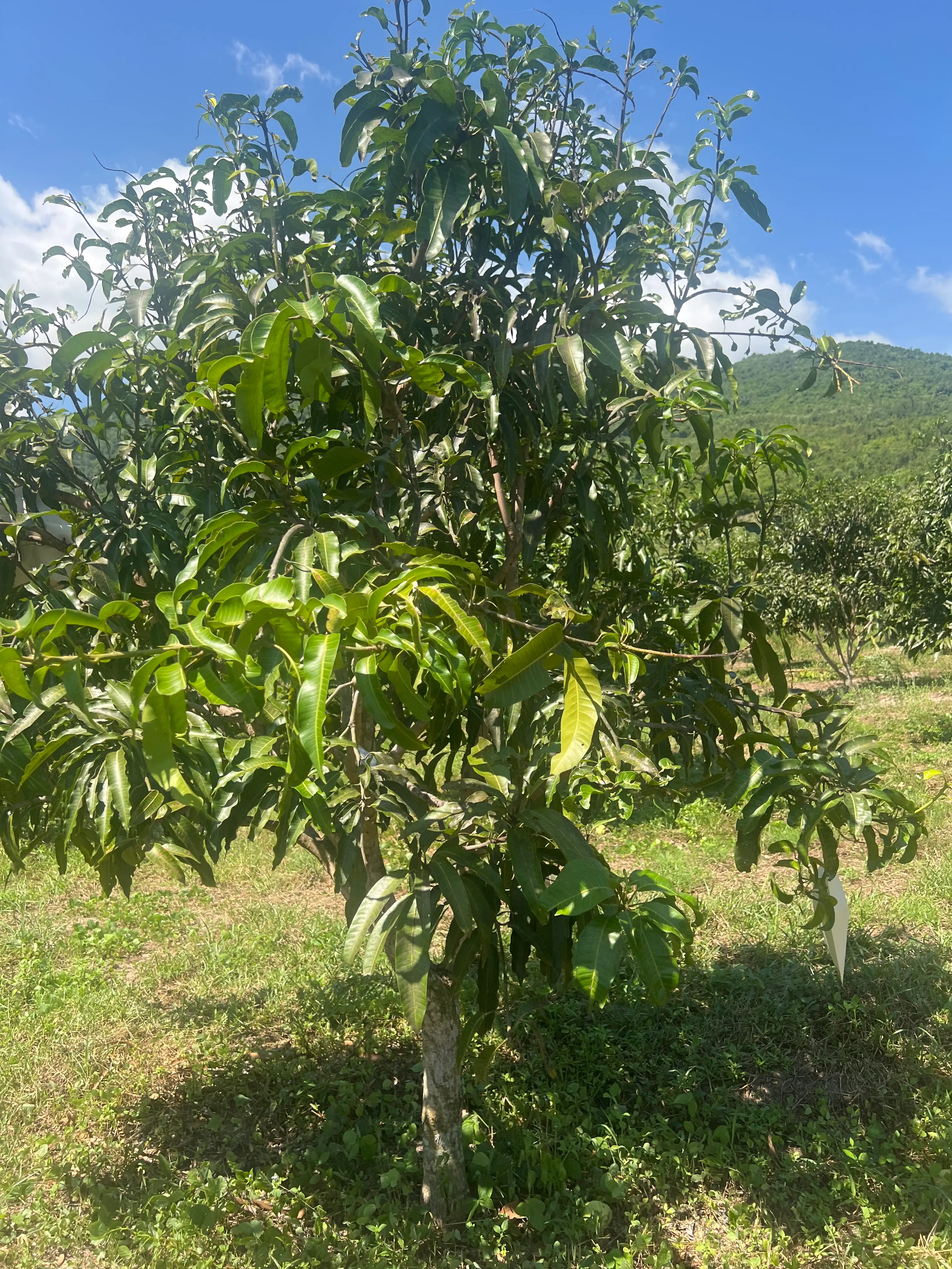 LARATECH