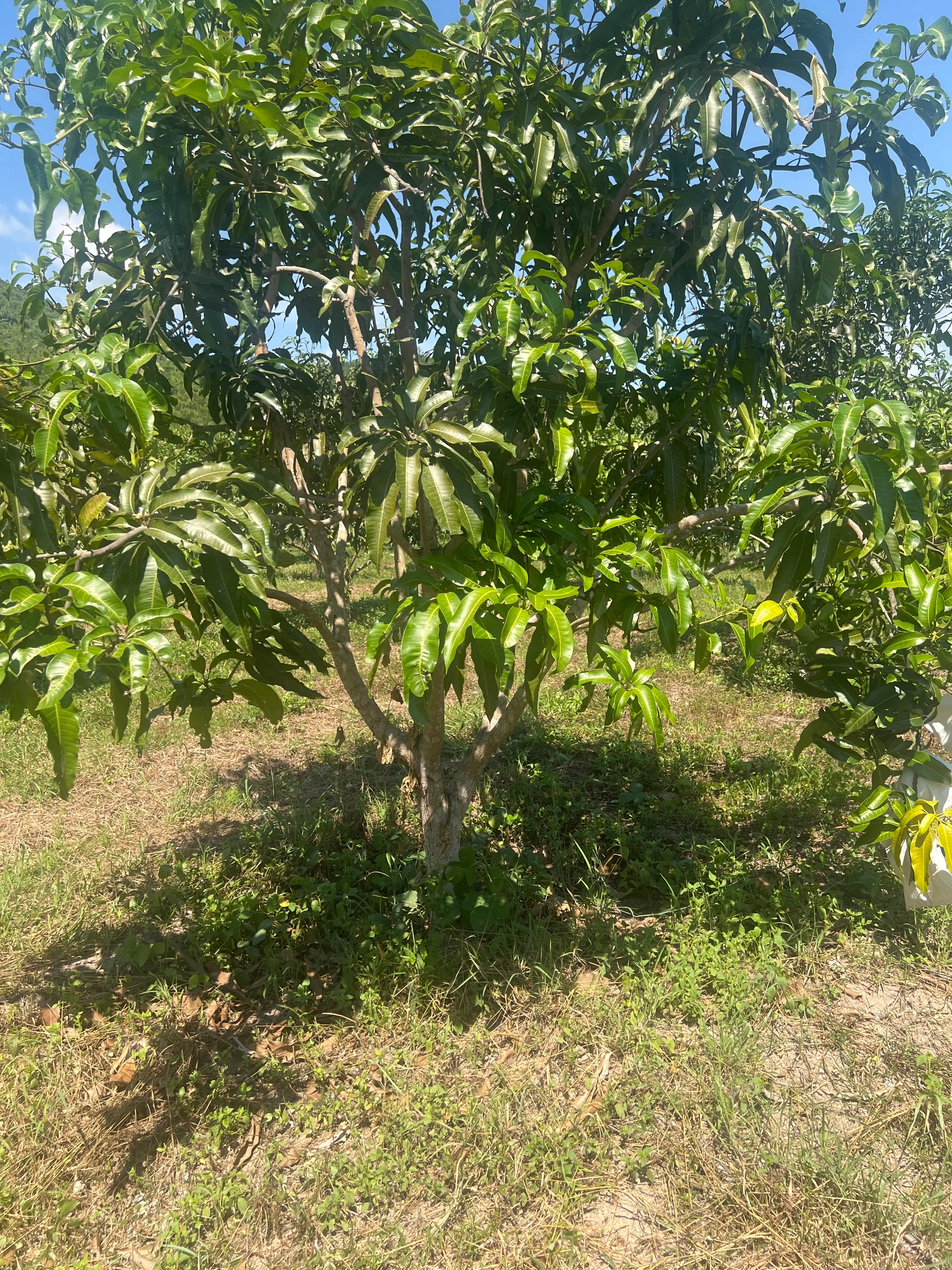 LARATECH