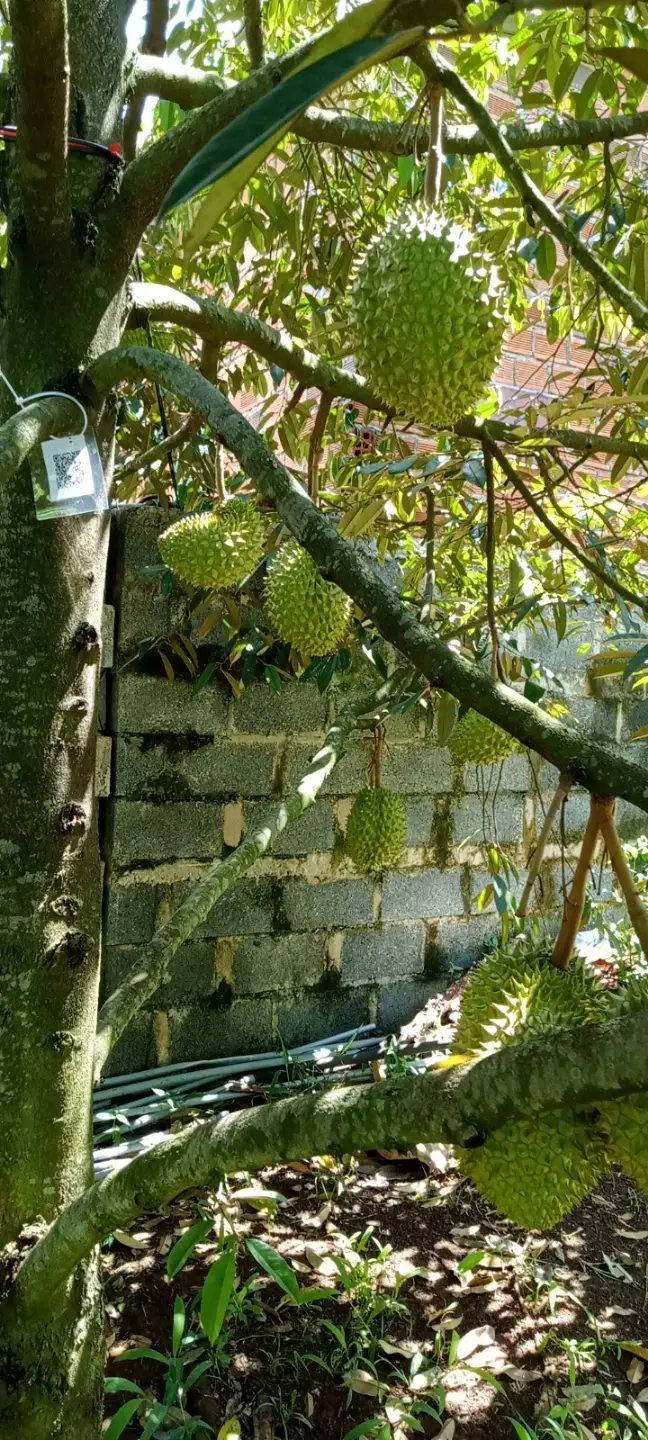 LARATECH