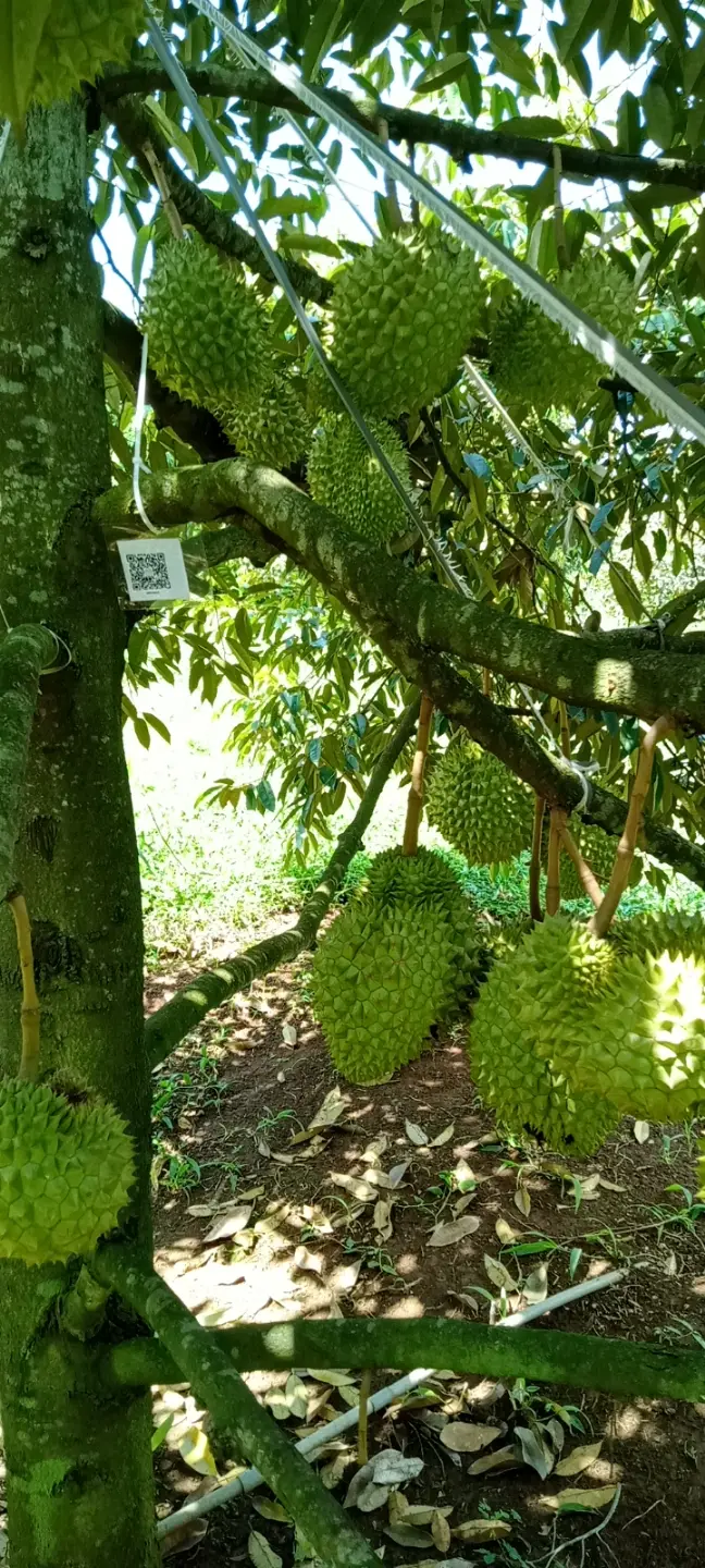 LARATECH