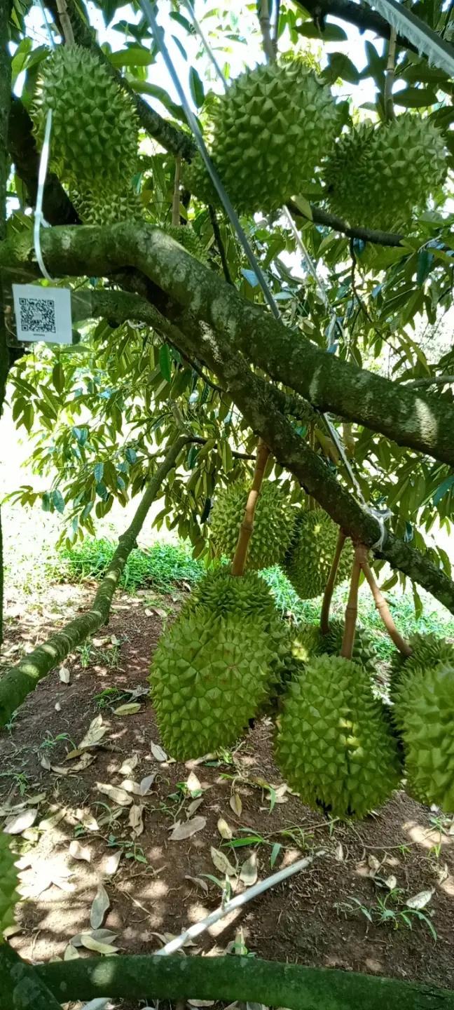 LARATECH