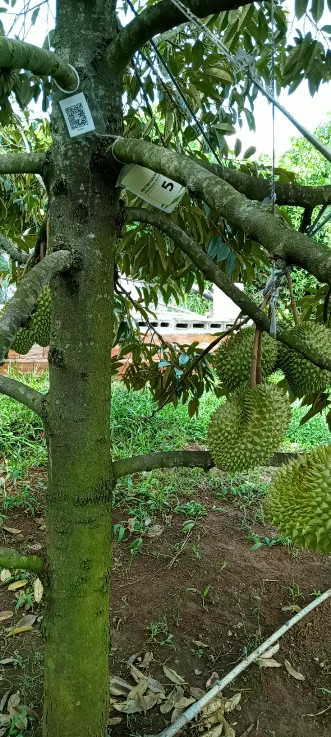 LARATECH