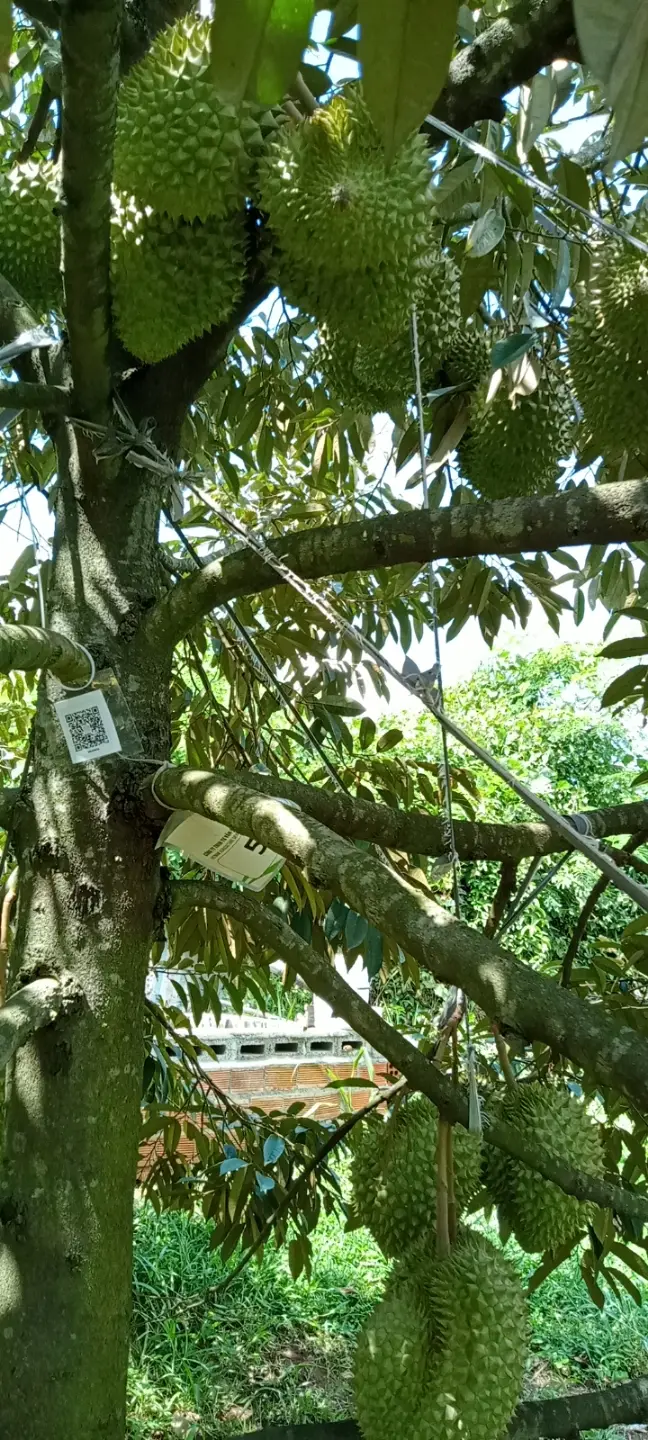 LARATECH
