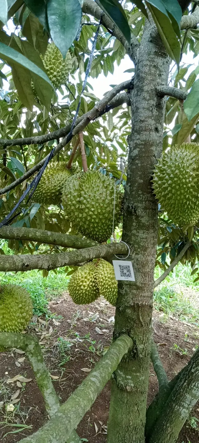 LARATECH