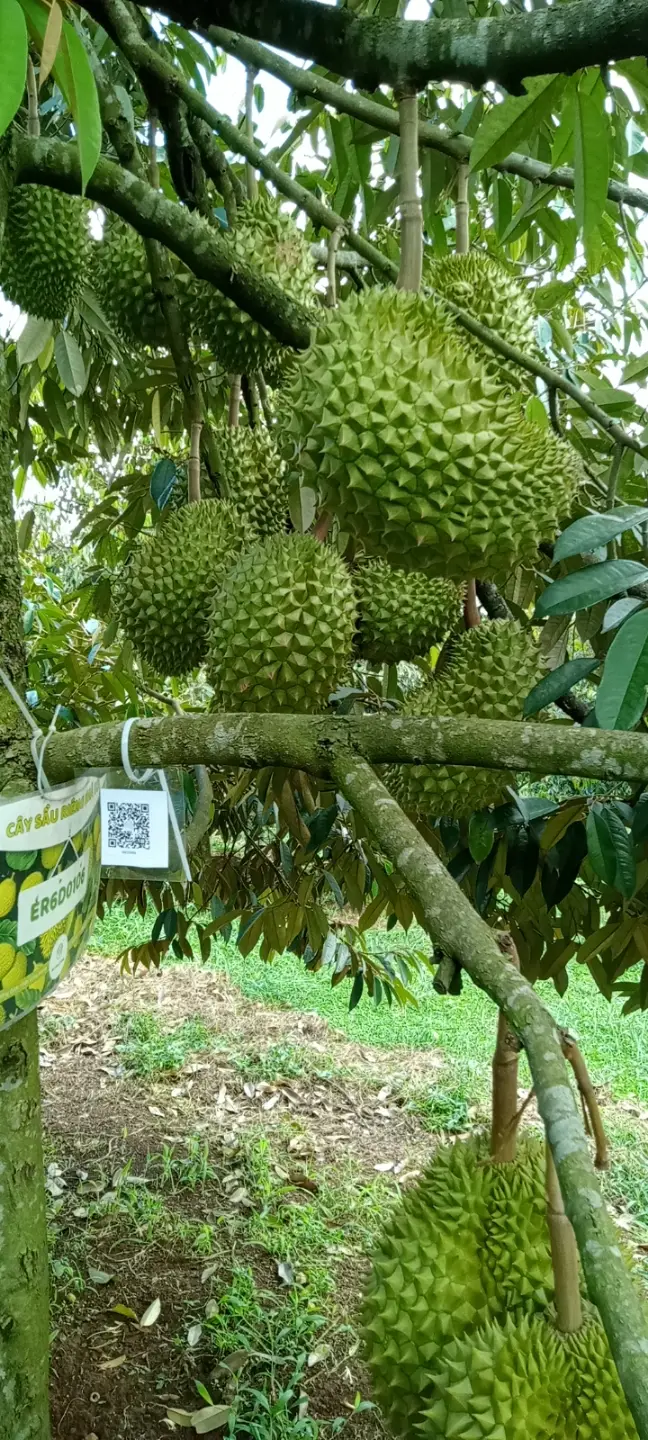 LARATECH
