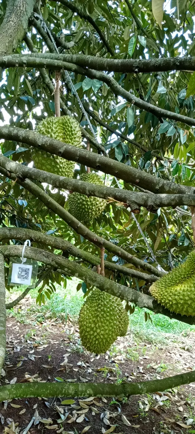 LARATECH