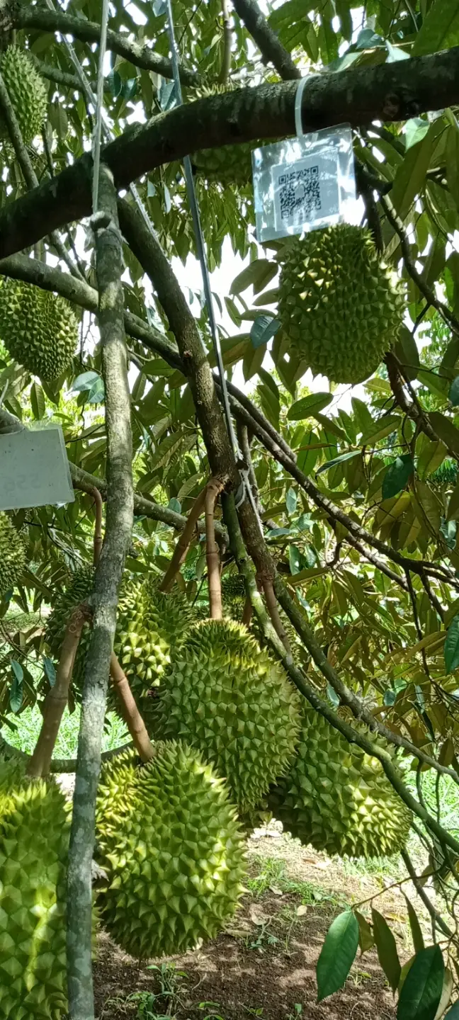 LARATECH