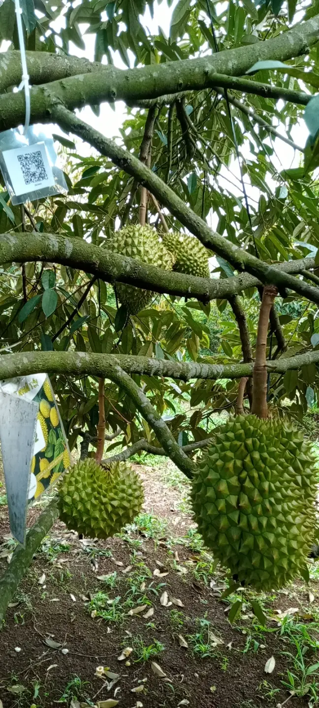 LARATECH