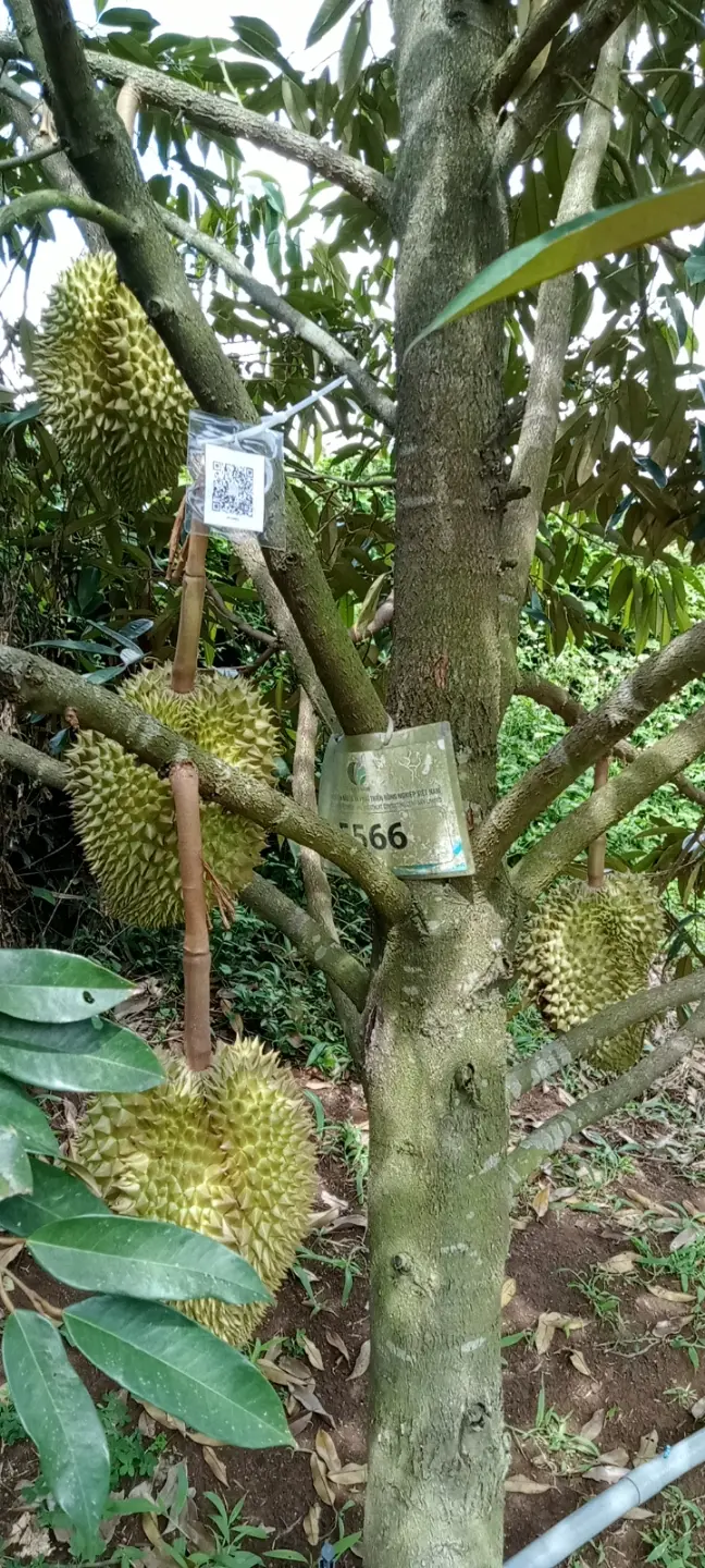LARATECH
