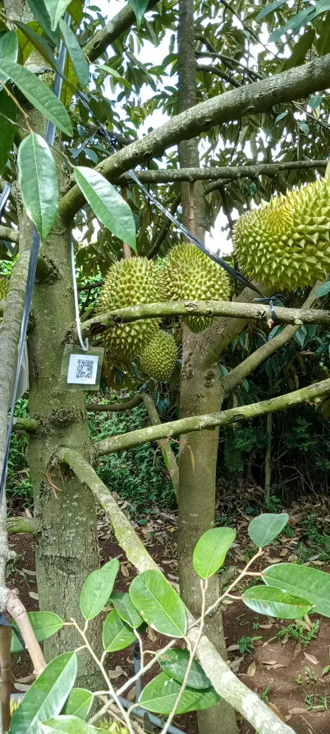 LARATECH
