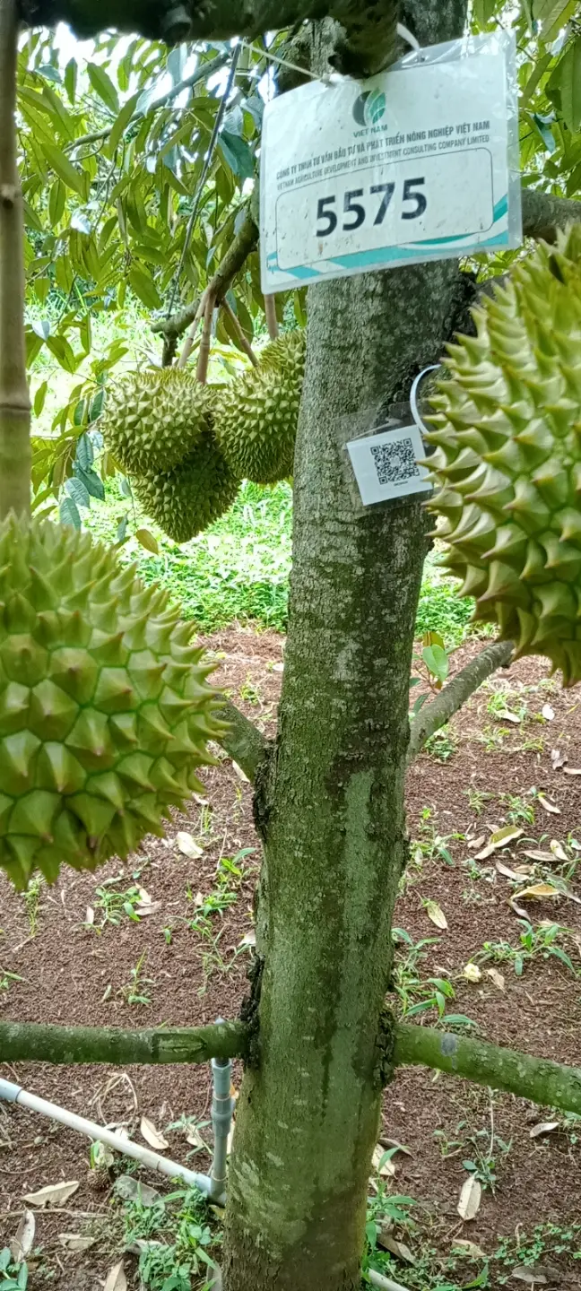 LARATECH