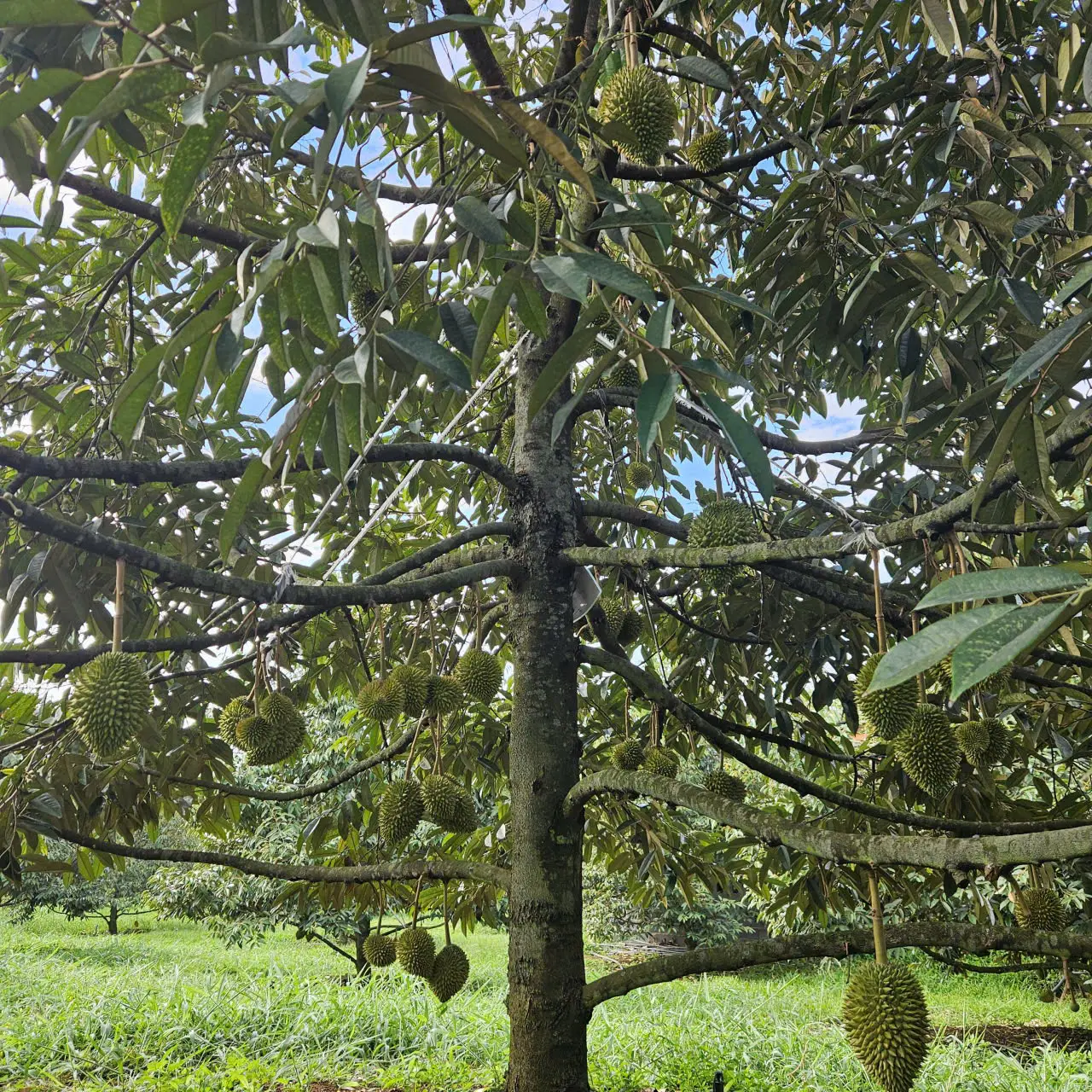 LARATECH